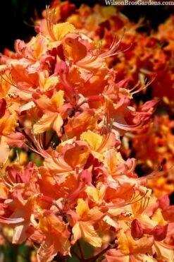 Tallulah Sunrise Native Azalea (Rhododendron) - 1 Gallon Pot -Garden Plant Seeds rhododendron tallulah sunrise native azalea 102