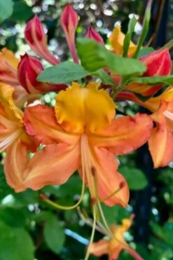 Verdie Sommerville Azalea (Rhododendron) - 3 Gallon Pot -Garden Plant Seeds rhododendron verdie sommerville azalea 1