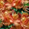 Verdie Sommerville Azalea (Rhododendron) - 3 Gallon Pot 1 Verdie Sommerville Azalea (Rhododendron) - 3 Gallon Pot -Garden Plant Seeds rhododendron verdie sommerville azalea 2