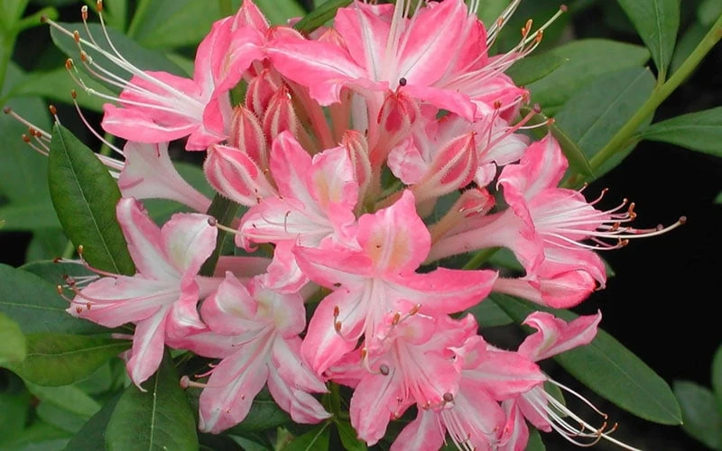 Ribbon Candy Swamp Azalea (Rhododendron Viscosum) - 3 Gallon Pot 7 Ribbon Candy Swamp Azalea (Rhododendron Viscosum) - 3 Gallon Pot - Image 5