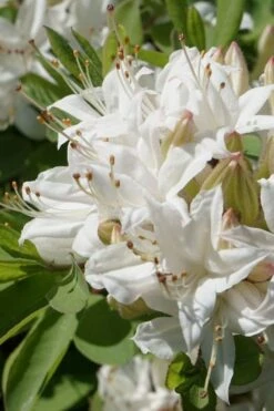 Swamp Azalea (Rhododendron Viscosum) - 1 Gallon Pot 19 Swamp Azalea (Rhododendron Viscosum) - 1 Gallon Pot -Garden Plant Seeds rhododendron viscosum swamp azalea 1