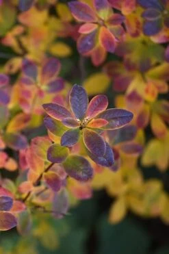 Swamp Azalea (Rhododendron Viscosum) - 1 Gallon Pot 17 Swamp Azalea (Rhododendron Viscosum) - 1 Gallon Pot -Garden Plant Seeds rhododendron viscosum swamp azalea 2