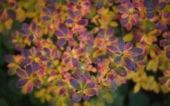 Ribbon Candy Swamp Azalea (Rhododendron Viscosum) - 3 Gallon Pot 13 Ribbon Candy Swamp Azalea (Rhododendron Viscosum) - 3 Gallon Pot -Garden Plant Seeds rhododendron viscosum swamp azalea 3 1