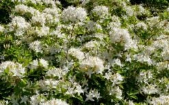 Swamp Azalea (Rhododendron Viscosum) - 1 Gallon Pot 16 Swamp Azalea (Rhododendron Viscosum) - 1 Gallon Pot -Garden Plant Seeds rhododendron viscosum swamp azalea 4