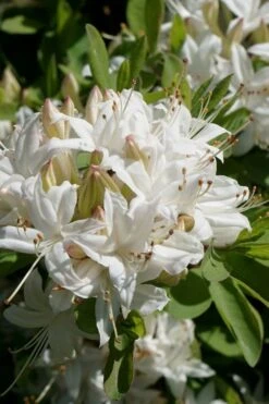 Swamp Azalea (Rhododendron Viscosum) - 1 Gallon Pot 15 Swamp Azalea (Rhododendron Viscosum) - 1 Gallon Pot -Garden Plant Seeds rhododendron viscosum swamp azalea 5