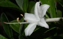 Swamp Azalea (Rhododendron Viscosum) - 1 Gallon Pot 18 Swamp Azalea (Rhododendron Viscosum) - 1 Gallon Pot -Garden Plant Seeds rhododendron viscosum swamp azalea 8