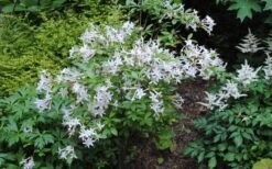 Swamp Azalea (Rhododendron Viscosum) - 1 Gallon Pot 21 Swamp Azalea (Rhododendron Viscosum) - 1 Gallon Pot -Garden Plant Seeds rhododendron viscosum swamp azalea 9