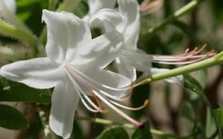 Weston's Innocence Fragrant Swamp Azalea (Rhododendron) - 3 Gallon Pot -Garden Plant Seeds rhododendron viscosum westons innocence swamp azalea 1