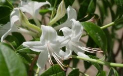 Weston's Innocence Fragrant Swamp Azalea (Rhododendron) - 3 Gallon Pot -Garden Plant Seeds rhododendron viscosum westons innocence swamp azalea 2