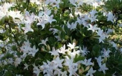 Weston's Innocence Fragrant Swamp Azalea (Rhododendron) - 3 Gallon Pot -Garden Plant Seeds rhododendron viscosum westons innocence swamp azalea 3