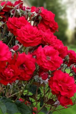 Oh My! Floribunda Tree Rose - 7 Gallon Pot -Garden Plant Seeds rosa oh my floribunda rose 2