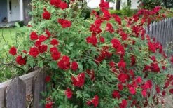 Red Cascade Miniature Climbing Rose - 2.5 Quart Pot 18 Red Cascade Miniature Climbing Rose - 2.5 Quart Pot -Garden Plant Seeds rosa red cascade rose 100