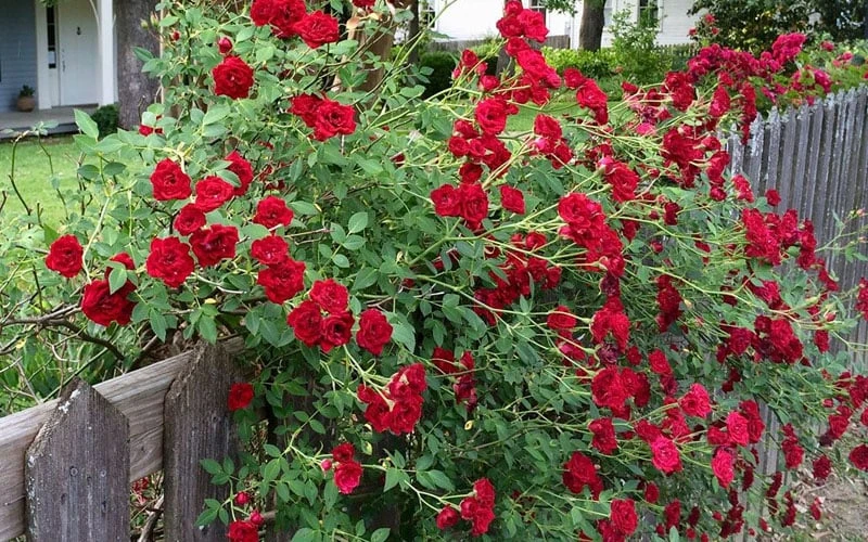 Red Cascade Miniature Climbing Rose - 2.5 Quart Pot 9 Red Cascade Miniature Climbing Rose - 2.5 Quart Pot - Image 7