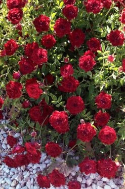 Red Cascade Miniature Climbing Rose - 2.5 Quart Pot 16 Red Cascade Miniature Climbing Rose - 2.5 Quart Pot -Garden Plant Seeds rosa red cascade rose 101