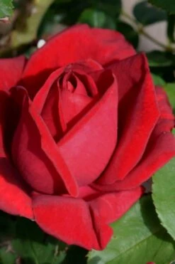 Easy Elegance Kashmir Rose - 7 Gallon Pot -Garden Plant Seeds rose easy elegance kasmhir 1