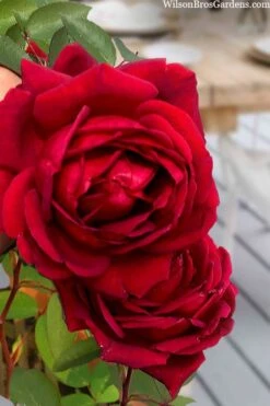 Easy Elegance Kashmir Rose - 7 Gallon Pot -Garden Plant Seeds rose easy elegance kasmhir 2