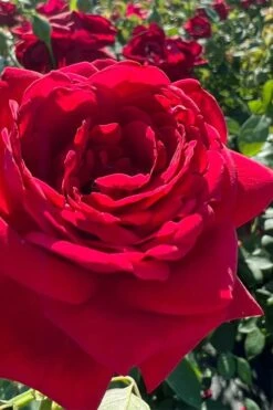 Easy Elegance Kashmir Rose - 7 Gallon Pot -Garden Plant Seeds rose easy elegance kasmhir 3