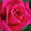Easy Elegance My Girl Rose - 3 Gallon Pot -Garden Plant Seeds rose easy elegance my girl 1g