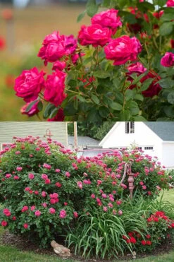 Easy Elegance My Girl Rose - 3 Gallon Pot -Garden Plant Seeds rose easy elegance my girl 2g