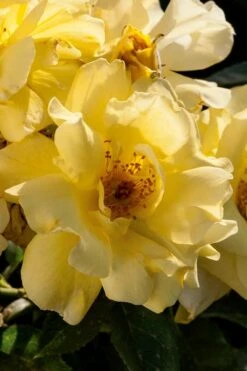 Lemon Drift Groundcover Rose - 3 Gallon Pot -Garden Plant Seeds rose lemon drift 1