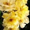 Lemon Drift Groundcover Rose - 3 Gallon Pot -Garden Plant Seeds rose lemon drift 3