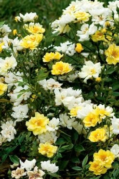 Lemon Drift Groundcover Rose - 3 Gallon Pot -Garden Plant Seeds rose lemon drift 5
