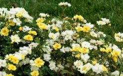 Lemon Drift Groundcover Rose - 3 Gallon Pot -Garden Plant Seeds rose lemon drift 6