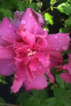 Lucy Rose Of Sharon (Single Trunk Tree) - 7 Gallon Pot (3-4') -Garden Plant Seeds rose of sharon lucy 5 1