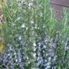 Gorizia Barbecue Skewers Rosemary - 1 Gallon Pot -Garden Plant Seeds rosmarinus officinalis gorizia rosemary 2