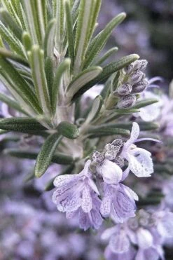 Gorizia Barbecue Skewers Rosemary - 1 Gallon Pot 14 Gorizia Barbecue Skewers Rosemary - 1 Gallon Pot -Garden Plant Seeds rosmarinus officinalis gorizia rosemary 7