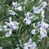 Madeline Hill Rosemary - 1 Gallon Pot 2 Madeline Hill Rosemary - 1 Gallon Pot -Garden Plant Seeds rosmarinus officinalis madalene hill hardy rosemary 4