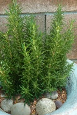 Madeline Hill Rosemary - 1 Gallon Pot -Garden Plant Seeds rosmarinus officinalis madalene hill hardy rosemary 8