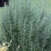 Salem Rosemary - 1 Gallon Pot -Garden Plant Seeds rosmarinus officinalis salem rosemary 5 1