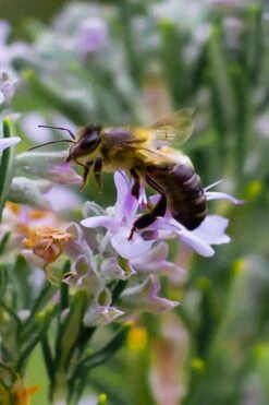 Salem Rosemary - 6 Pack Of Pint Pots -Garden Plant Seeds rosmarinus officinalis salem rosemary 6