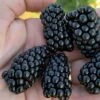 Prime Ark Horizon Blackberry Plant - 1 Gallon Pot 1 Prime Ark Horizon Blackberry Plant - 1 Gallon Pot -Garden Plant Seeds rubus prime ark horizon blackberry 1