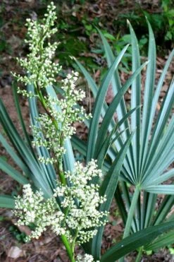 Blue Stem Dwarf Palmetto Palm (Sabal Minor) - 3 Gallon Pot -Garden Plant Seeds sabal minor dwarf blue stem palmetto palm 1