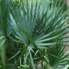 Blue Stem Dwarf Palmetto Palm (Sabal Minor) - 3 Gallon Pot -Garden Plant Seeds sabal minor dwarf blue stem palmetto palm 7