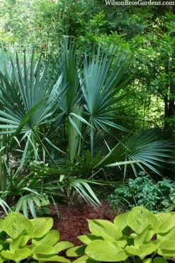 Blue Stem Dwarf Palmetto Palm (Sabal Minor) - 3 Gallon Pot -Garden Plant Seeds sabal minor dwarf blue stem palmetto palm 8