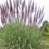 Ravenna Hardy Pampas Grass - 1 Gallon Pot -Garden Plant Seeds sacccharum ravennae hardy pampas grass 3