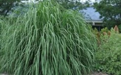 Ravenna Hardy Pampas Grass - 1 Gallon Pot -Garden Plant Seeds sacccharum ravennae hardy pampas grass 4