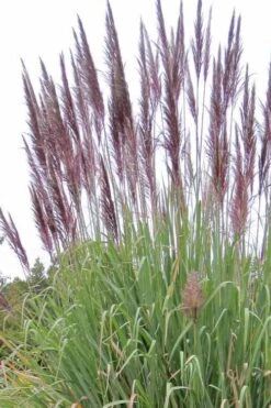 Ravenna Hardy Pampas Grass - 1 Gallon Pot -Garden Plant Seeds sacccharun ravennae hardy pampas grass 2