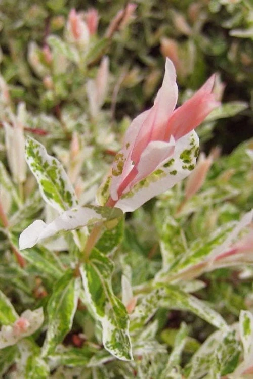 Flamingo Dappled Willow (Shrub Form) - 2 Gallon Pot 9 Flamingo Dappled Willow (Shrub Form) - 2 Gallon Pot - Image 7