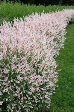 Flamingo Dappled Willow (Shrub Form) - 2 Gallon Pot 12 Flamingo Dappled Willow (Shrub Form) - 2 Gallon Pot -Garden Plant Seeds salix integra flamingo dappled willow bush 4