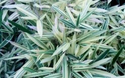 Albostriata Variegated Bamboo (Sam Bamboo) - Sasaella Masamuneana Albostriata - 1 Gallon Pot -Garden Plant Seeds sam variegated bamboo