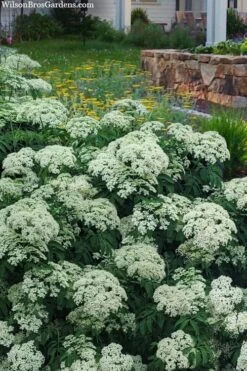 Adam's American Elderberry (Sambucus Canadensis) - 1 Gallon Pot -Garden Plant Seeds sambucus nigra canadensis common elderberry 12