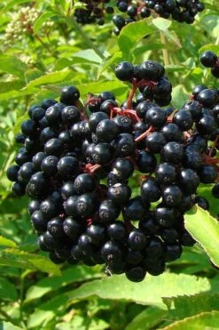 Adam's American Elderberry (Sambucus Canadensis) - 1 Gallon Pot -Garden Plant Seeds sambucus nigra canadensis common elderberry 4