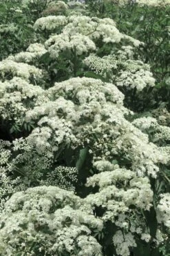 Adam's American Elderberry (Sambucus Canadensis) - 1 Gallon Pot -Garden Plant Seeds sambucus nigra canadensis common elderberry 7