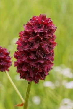 Great Burnet (Sanguisorba Officinalis) - 1 Gallon Pot -Garden Plant Seeds sanguisorba officinalis great burnet 2