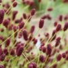 Great Burnet (Sanguisorba Officinalis) - 1 Gallon Pot -Garden Plant Seeds sanguisorba officinalis great burnet 3