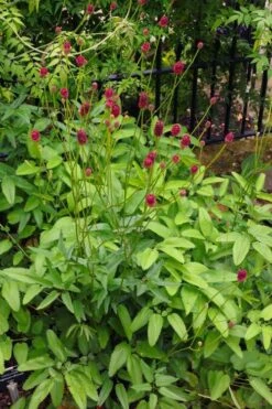 Great Burnet (Sanguisorba Officinalis) - 1 Gallon Pot -Garden Plant Seeds sanguisorba officinalis great burnet 4
